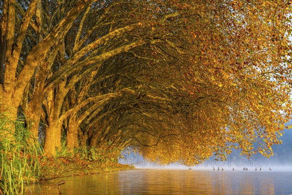 Autumn colours at the Platanen Allee, Hardenberg Ufer, lakeside path at Lake Baldeney, near Haus