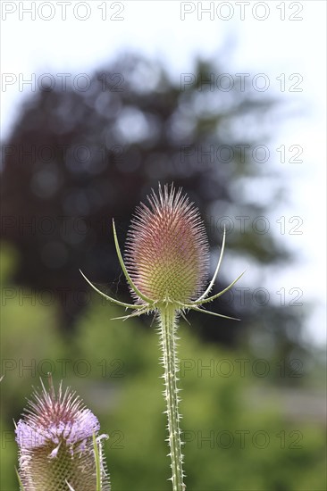 Wild teasel (Dipsacus fullonum), with flower wreath with bokeh in the background, Haiger, Hesse,