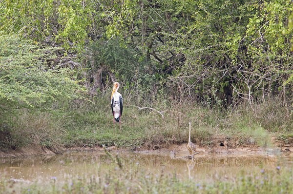 Colourful stork (Mycteria leucocephala) and darter (Anhingidae) at a waterhole in Yala Natioal