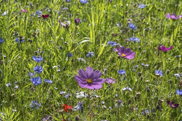Flower meadow with cornflowers (Centaurea cyanea) and cosmos (Cosmos), Emsland, Lower Saxony,