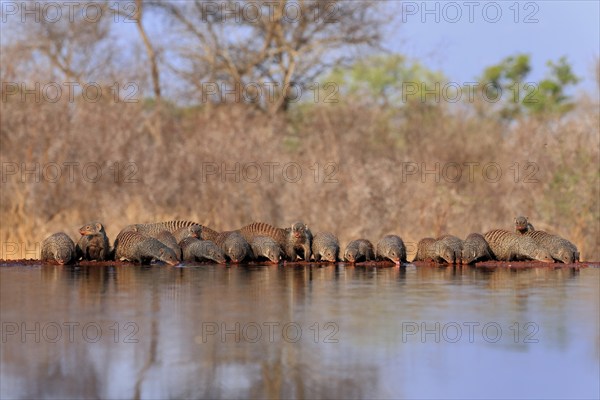 Zebra mongoose (Mungos mungo), adult, group, at the water, drinking, Kruger National Park, Kruger