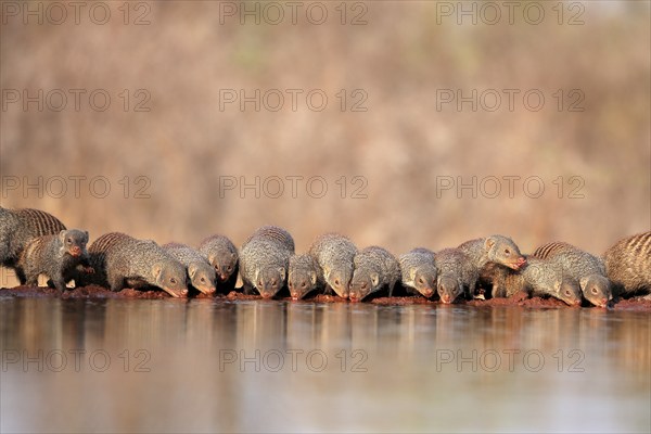 Zebra mongoose (Mungos mungo), adult, group, at the water, drinking, Kruger National Park, Kruger