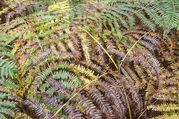 Bracken fern (Pteridium aquilinum), Emsland, Lower Saxony, Germany, Europe