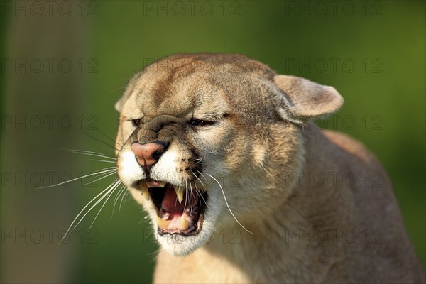 Cougar (Felis concolor), adult, portrait, hissing, angry, Minnesota, USA, North America
