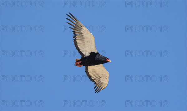 Bateleur (Terathopius ecaudatus), adult, in flight against a blue sky, Etosha National Park,
