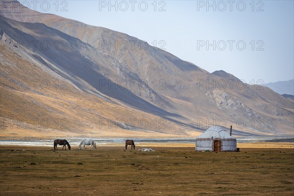 Horses at a traditional Kyrgyz yurt between golden meadows, Burkhan Valley, Terskey Ala-Too, Tien