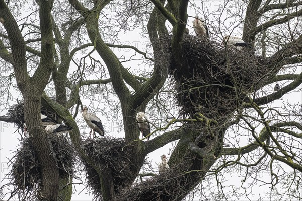 White stork (Ciconia ciconia), nesting in a tree, Nordhorn Zoo, Lower Saxony, Germany, Europe