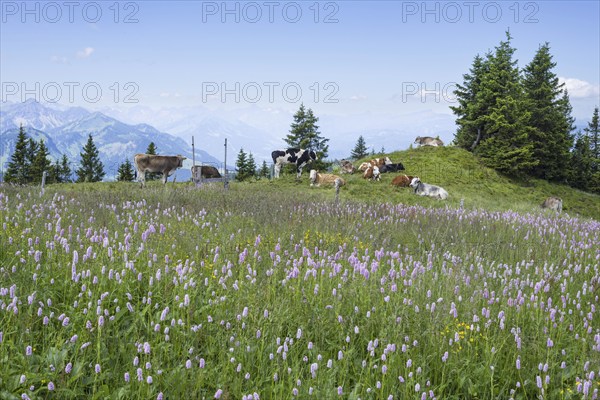 Snake knotweed (Bistorta officinalis), at Wertacher Hörnle, 1695m, behind it the Grünten, 1783m,