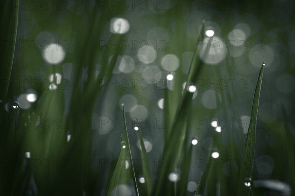 Blades of grass in detail with dewdrops, Mindelheim, Bavaria, Germany, Europe