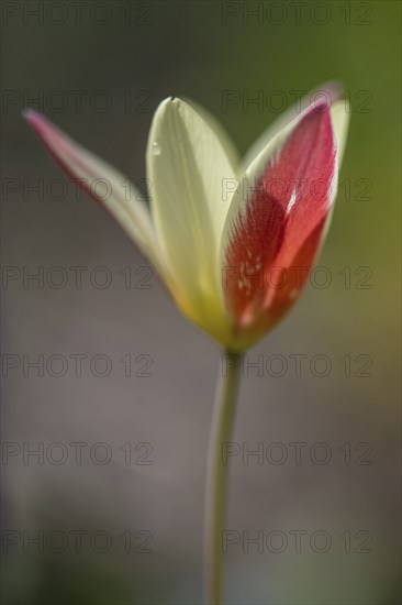 Wild tulip, floral emblem (Tulipa clusiana), Emsland, Lower Saxony, Germany, Europe