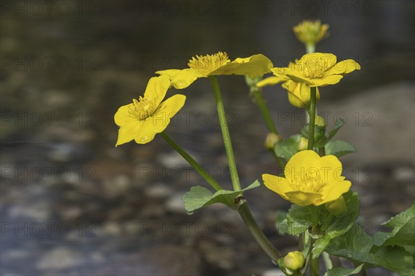 Marsh marigold (Caltha palustris), Emsland, Lower Saxony, Germany, Europe