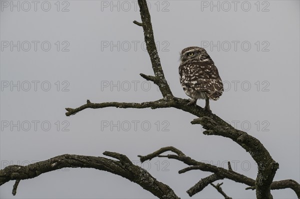 Little owl (Athene noctua), Emsland, Lower Saxony, Germany, Europe