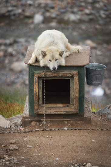 White sled dog lying chained on a doghouse, Inuit settlement Ittoqqortoormiit, Scoresbysund or