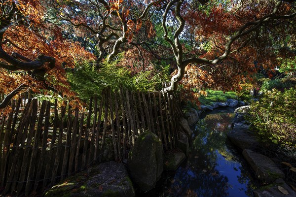 Fan maple (Acer palmatum), picket fence, autumn colours, stream, Japanese Garden, Zoological City