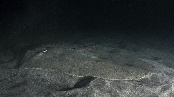 Butterfly ray (Gymnura altavela) rests camouflaged on the sandy seabed in dark surroundings. Dive
