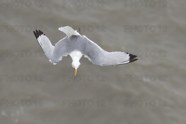 Kittiwake (Rissa tridactyla) adult bird calling in flight over the sea in the summer, Yorkshire,