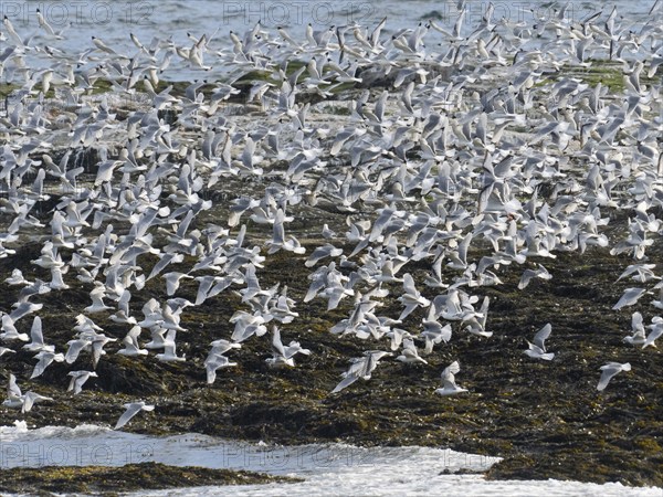 Black-legged kittiwake (Rissa tridactyla), flock flying off from coastal rocks of Arctic Ocean,