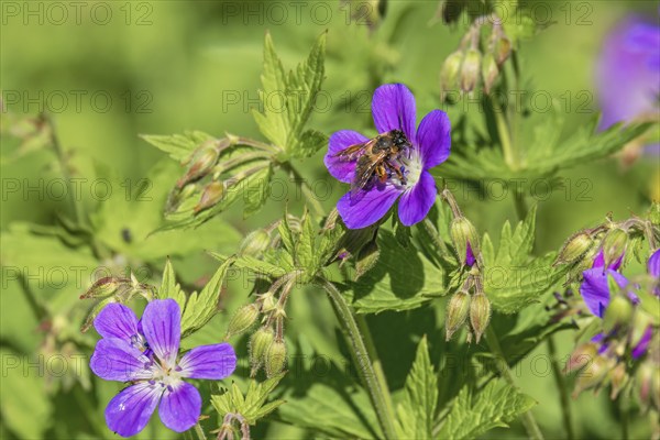 Wood cranesbill (Geranium sylvaticum) in bloom with a pollinating bumblebee on a meadow