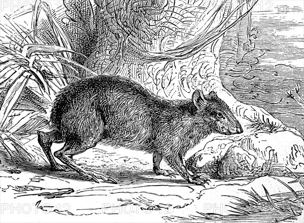 Goldaguti, Dasyprocta leporina, rodent, illustration from 1885, historical, digital reproduction of