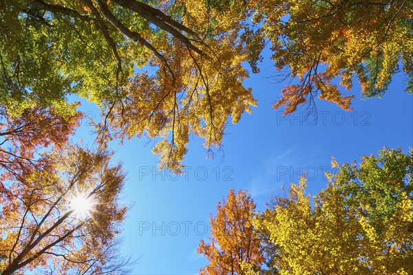 View up Trees with colourful autumn leaves under a blue sky with bright sun, autumn, White