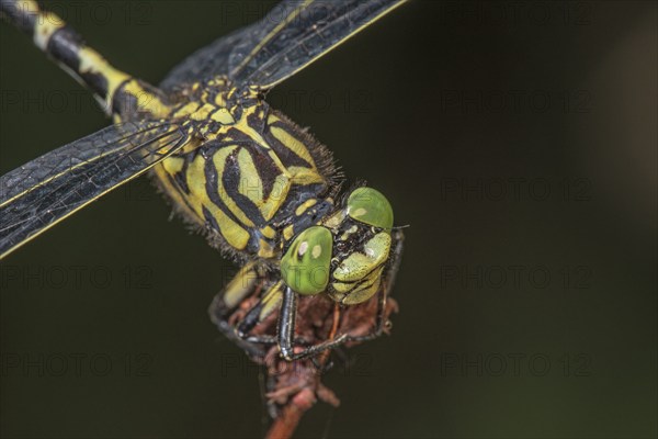 Detailed macro photograph of an Onychogomphus forcipatus (Onychogamphus forcipatus) emphasising its