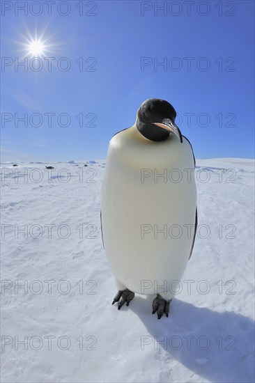 Emperor penguins (Aptenodytes forsteri), Adult with Sun, Snow Hill Island, Antartic Peninsula,