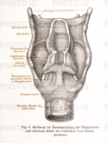 Medicine, anatomy, illustration, drawing shows in detail the human larynx in connection with hyoid