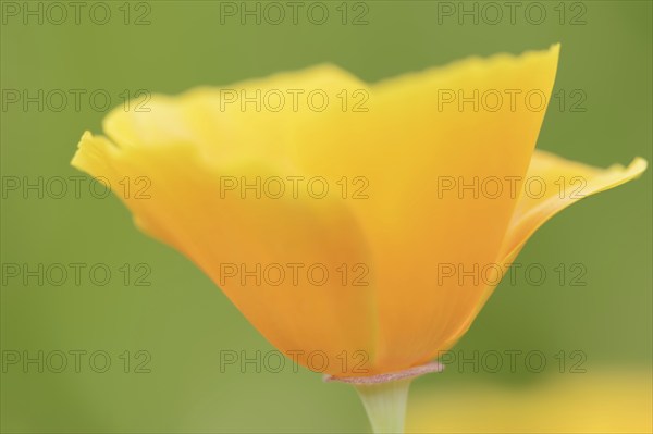 California poppy (Eschscholzia californica), flower, ornamental plant, North Rhine-Westphalia,