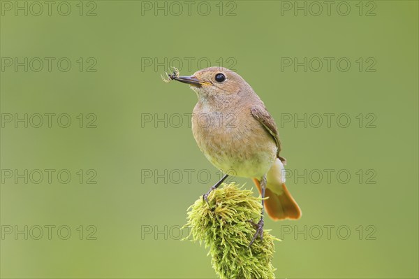 Common redstart (Phoenicurus phoenicurus), female with food on a mossy branch, songbird, wildlife,