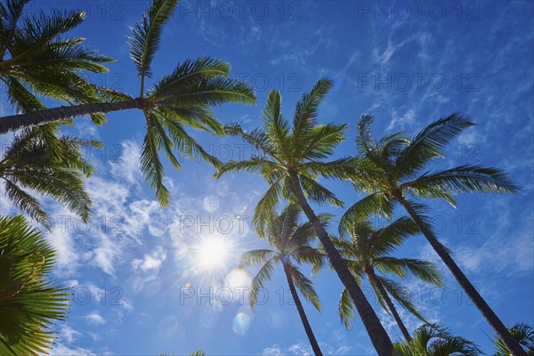 Landscape of palm trees at the Kuhio Beach, Honolulu, Hawaiian Island Oahu, O?ahu, Hawaii, Aloha