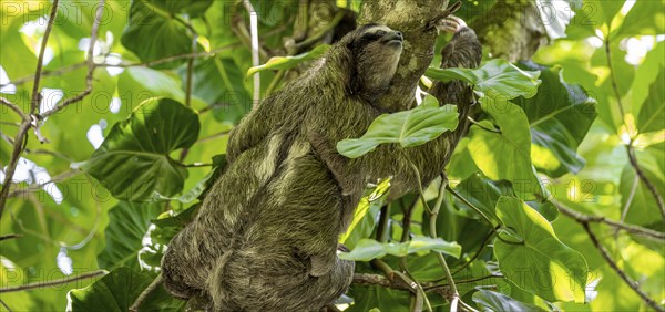 Brown-throated sloth (Bradypus variegatus) climbing a tree, Cahuita National Park, Costa Rica,