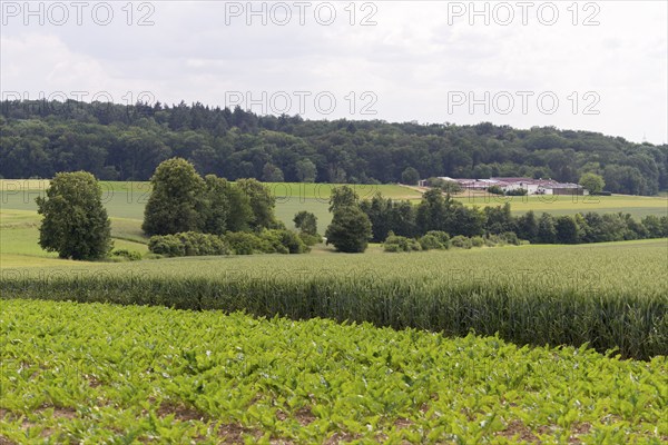 Sugar beet field (Beta vulgaris subsp. vulgaris), cereal field, Baden-Württemberg, Germany, Europe