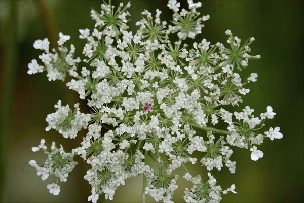 Wild carrot, summer, Germany, Europe