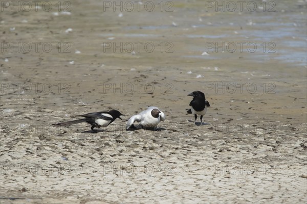 Black headed gull (Chroicocephalus ridibundus) adult bird dying of bird flu being attacked by two