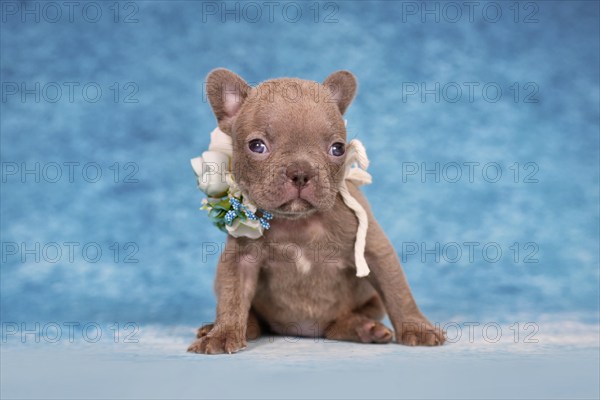 Cute four weeks young Lilac Brindle French Bulldog puppy with flower collar