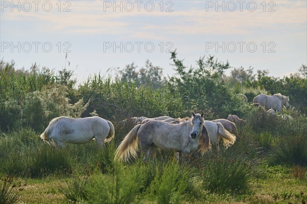 A herd of white Camargue horses grazing peacefully in a green pasture on a summer's day, Camargue,