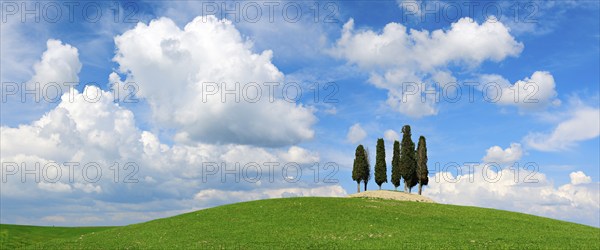 Group of trees, cypresses on hill in green field under blue sky with cumulus clouds, Province of