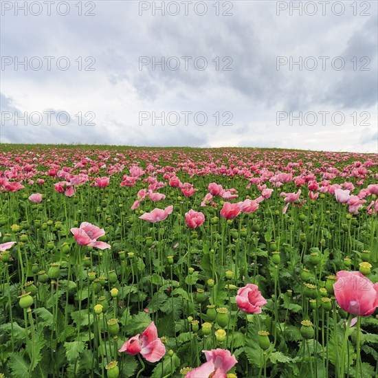 Opium poppy (Papaver somniferum), cultivation of edible poppy, poppy field, pink-coloured sea of