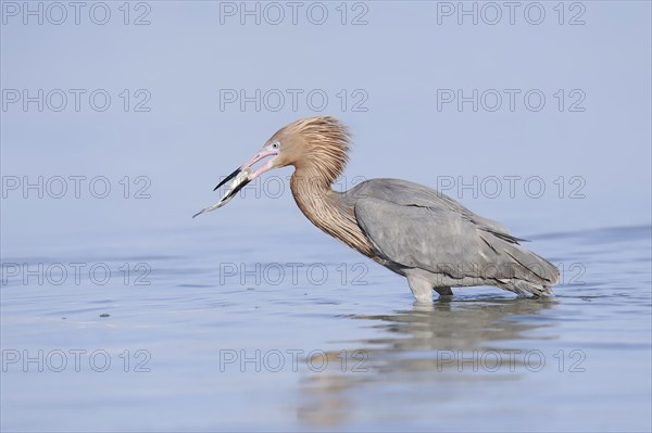 Blue-footed Heron or Reddish Egret (Dichromanassa rufescens, Egretta rufescens) with preyed fish,