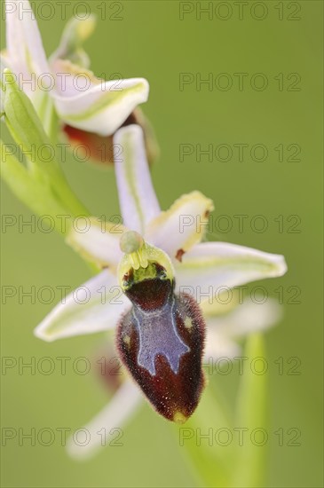 Ragwort in splendour (Ophrys splendida), flower, Provence, southern France