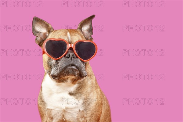 Funny French Bulldog dog wearing heart shaped Valentine's Day glasses on pink background with copy
