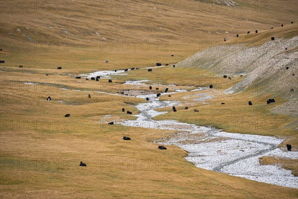 Yaks in the mountain valley in the Keltan Mountains, Sary Beles Mountains, Tien Shan, Naryn