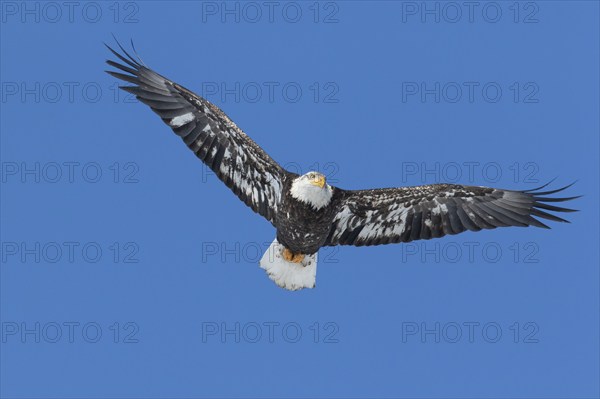 Juvenile bald eagle (Haliaeetus leucocephalus) flying under a blue sky. Region of Lanaudiere.