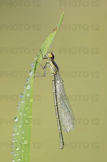 Small red-eyed damselfly (Erythromma viridulum), female, North Rhine-Westphalia, Germany, Europe