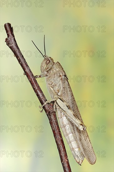 Egyptian locust (Anacridium aegyptium), Camargue, Provence, southern France