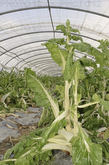 Chard (Beta vulgaris subsp. vulgaris) in a greenhouse, Provence, southern France