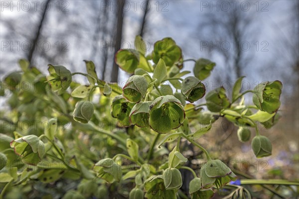 Palm-leaf hellebore (Helleborus foetidus), Franconia, Bavaria, Germany, Europe