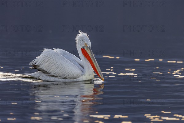 Dalmatian pelican (Pelecanus crispus), swimming in the evening light, magnificent plumage, red