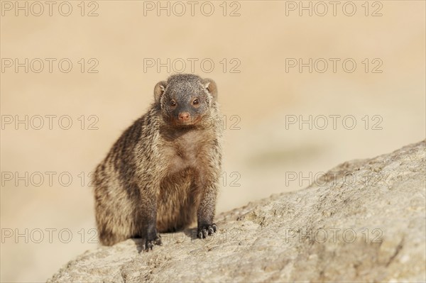 Banded mongoose (Mungos mungo), captive, occurrence in Africa