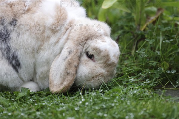 Rabbit (Oryctolagus cuniculus), ram rabbit, portrait, clover, dewdrops, The rabbit with floppy ears